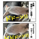 シャムミックス 笹かま猫 チャド2