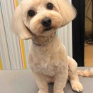 マルプー シャンプーカット