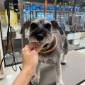 【トリミングブログ】福くん