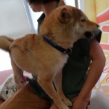 『【7月7日】柴犬ラッキーくん、第2弾トライアル決まりました！』の画像