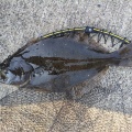 なんか魚釣れたんやが?