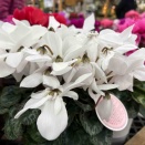 【言葉が変われば未来も変わる】 3125