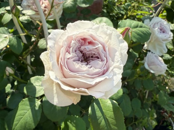 ＊根元がガッツリ枯れたカラーオブジュピターは助かるのだろうか⁈