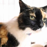 『猫の一時預かりボランティア募集』の画像