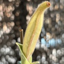 蘭の実生の実際その１、パフィオペディラムの実生、1.サクハクリを播種しました