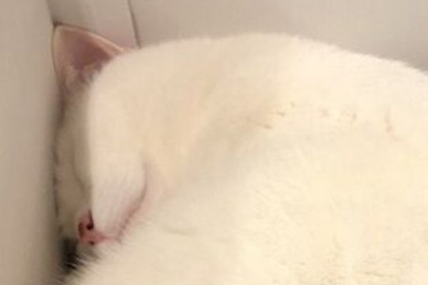 ゆずの本箱 - 猫