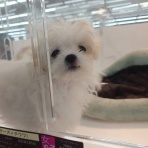 元保護犬 マルチーズとトイプードルの記録♪