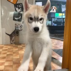 滋賀県 ペットショップワンラブ ピエリ守山店スタッフブログ