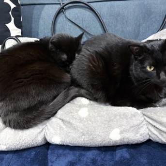 【猫写真】どさくさに紛れてくっついて寝るスミちゃん