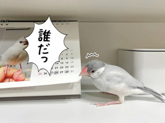 兄たんをごまかせ！！