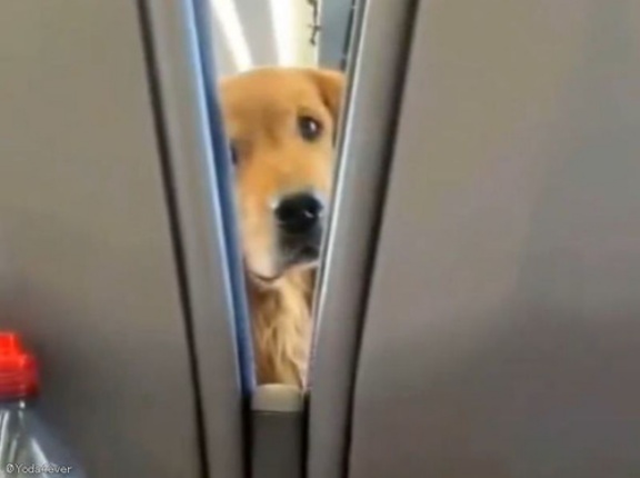 「最高のフライトになった…」前方座席の犬が退屈させてくれないとき