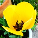 徒然に光マイクロバブル（234）前庭の春（1）