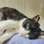 みにみゅう　猫の飼い主さん募集中　