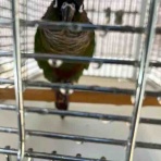 しあわせのもふもふ日記