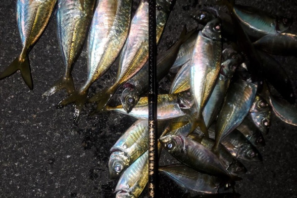 東の戦士 飲んだくれおっさんの釣り日記 小豆島アジング