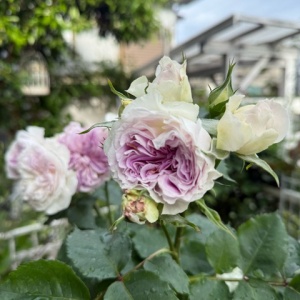 枝垂れ桜のように咲き誇るポールズヒマラヤンムスク｜夜のガーデン