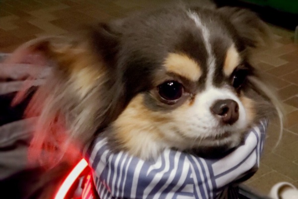 たかシェフのおうちごはん と 白い犬 と チワワ 22 Powered By ライブドアブログ