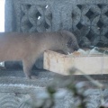 餌箱にイタチ