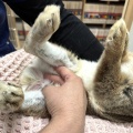 新規保護うさぎの紹介　縁側組