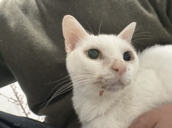 ウチューネコ、他界から半月　20260312