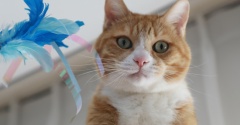 あれこれ気になる猫。