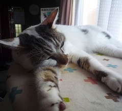 体調不良が続く「まめのすけ」
