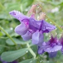 雨のハマエンドウ