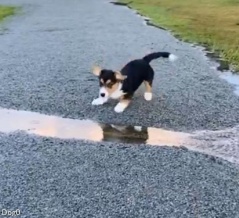 子犬が勇気を出して初めてのチャレンジ…大ジャンプ（？）に成功する
