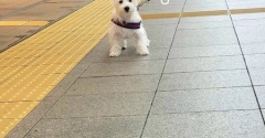 子犬にであって考えたこと
