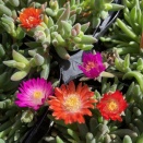 ヒメマツバギク・デザートジュエルミックス