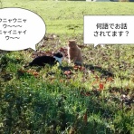 ソワレが要らないフランス暮らし