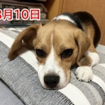 ガオだらけな日々　