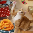 近寄らない猫。
