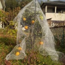 デコポン、色づく