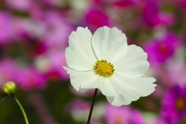 星野村の星の花公園へ行こう