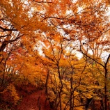 『2024.12『半田山植物園の絶景紅葉 final🍂』⑪ 岡山市北区』の画像