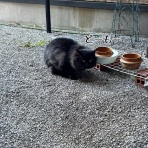 猫とお酒と日々のこと