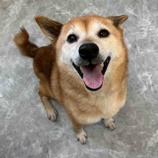 『柴犬よつばちゃん 推定5歳→7歳になりました!』の画像