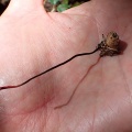 カメムシタケ(冬虫夏草)Ophiocordyceps nutans