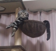 実物のﾈｺﾁｬﾝたちセカンド135