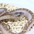 【新入荷＆在庫生体】コーン、テキサスラット、ブラックラットなど