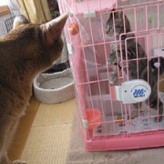 病気がちでも17歳まで生きてくれた猫の家族記念日