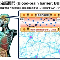 ブラッドブレインバリア(BBB)とは何か？脳に異物の侵入を防ぐ