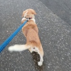 大分屋３の健康日記