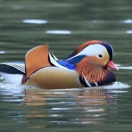 ヒロちゃんの花と鳥日記