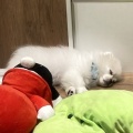 ふわふわ✨まつ毛がキュートなポメぺキちゃん🐕