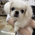 ★子犬紹介★