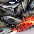 3月15日（日）晴　今日の釣果☆☆☆