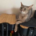 お手ていろいろ