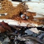 goriさんの雑木林